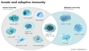 Immunity Immunity is the ability of an organism to recognize and defend itself against infectious agents. In contrast, susceptibility is the vulnerability of the host to harm by infectious agents.