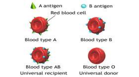 Type II: Cytotoxic Hypersensitivity Definition: when specific Ab react with cell surface Ag that are recognized as foreign leading to killer cell activity Examples: receiving the wrong blood type in