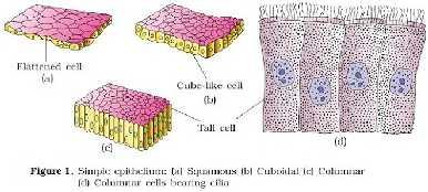 Columnar epithelium with a striated border is seen most typically in the small intestine, and with a brush border in the gall bladder.