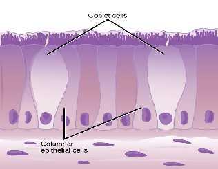 Cuboidal Epithelium : Cuboidal epithelium is similar to columnar epithelium, but for the fact that the height of the cells is about the same as their width. The nuclei are usually rounded.