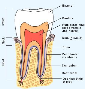 DISSCUSION Dental Pulp Stem Cells (DPSC s) Teeth are an essential part of the digestive tract.