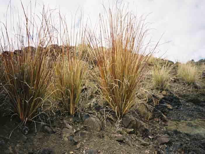 ADAPTABILITY RANGE OF VETIVER GRASS Lesotho