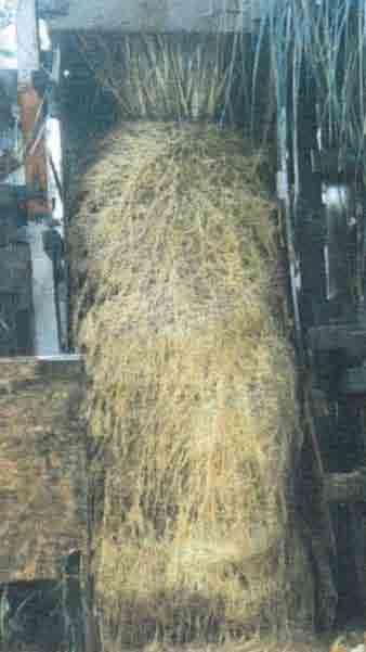 Vetiver roots is ± 75 Mpa one sixth of mild steel