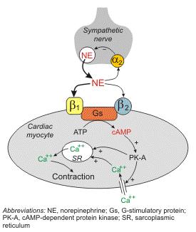 β-receptor-mediated Effects in the Myocyte and Vascular Smooth Muscle Cell