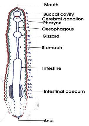 Alimentary canal of Earthworm 1 3.