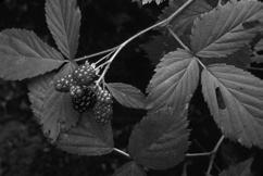 parviflorus thimbleberry Rubus