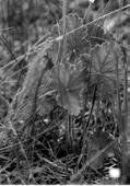 hypanthium Tiarella cordifolia Foamflower Endangered boreal
