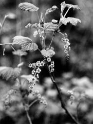 Grossulariaceae - currant family Gooseberries