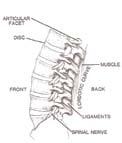anatomy Your spine s job is to: Support your upper body and neck Increase flexibility of your spine Protect your spinal cord There are 6 primary components of your spinal column: Vertebrae Spinal