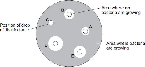 (6) After the culture had been prepared, the student added one drop of each of five disinfectants, A, B, C, D and E, onto the culture. The diagram shows the appearance of the Petri dish 3 days later.