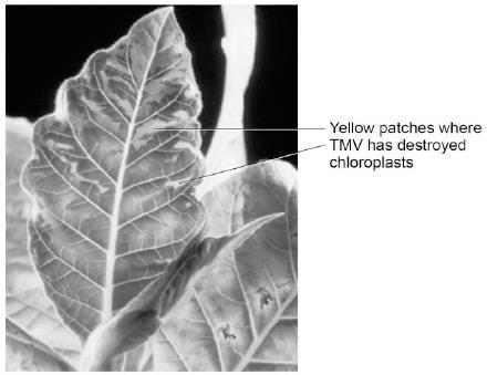 Q3. Tobacco mosaic virus (TMV) is a disease affecting plants. The diagram below shows a leaf infected with TMV.