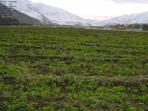 2. FINDINGS BY PROVINCE NORTH-EASTERN REGION BADAKHSHAN PROVINCE Interviews with village headmen indicated that cultivation levels in 2007 may decrease sharply as a result of early eradication