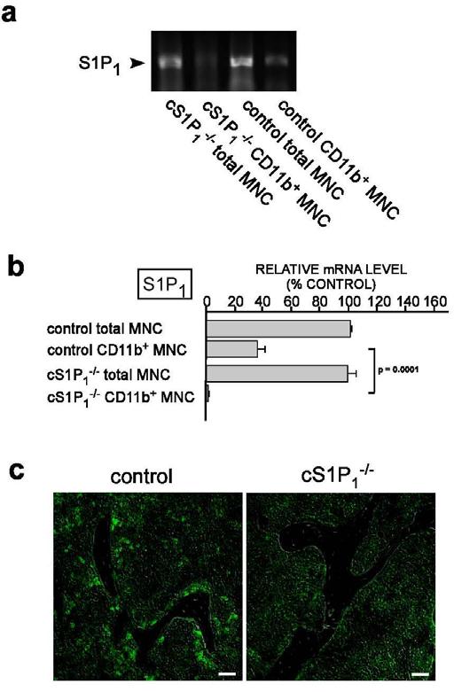 Supplementary Fig. 5. Loss of S1P 1 expression in CD11b + myeloid cells in the cs1p -/- 1 mice.