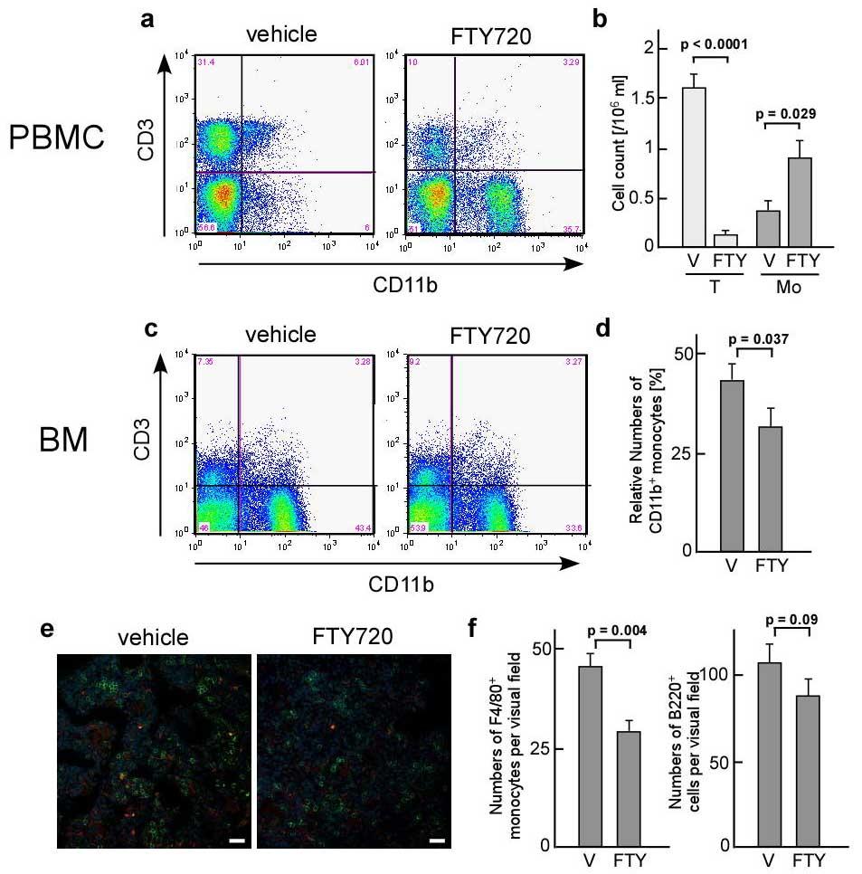 Supplementary Fig. 9. Effect of FTY720 on the composition of peripheral mononuclear cells (PBMC) and bone marrow cells (BM).