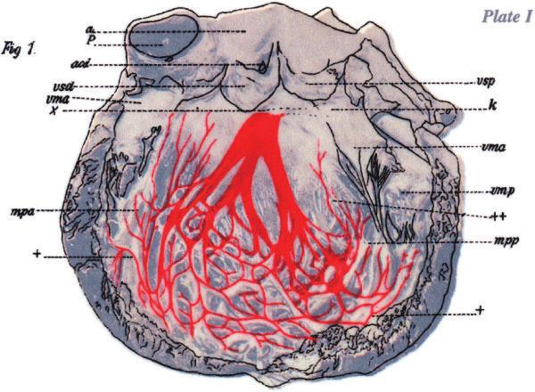 Nogami A Purkinje-related arrhythmias Figure 2 A macroscopic image of the left ventricle of the human heart.