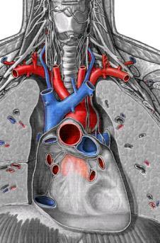 Myocardium Cardiac muscles Responsible for contraction