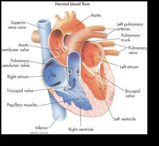 ligamentum arteriosum Allow blood flow from atria into ventricles Held by chordae