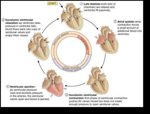 ventricular contraction and relaxation (0.8 seconds) Systole (contraction) Lasts about 0.