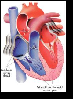 52 seconds Atrial Ventricular 70% passive filling of ventricles Coronary arteries fill