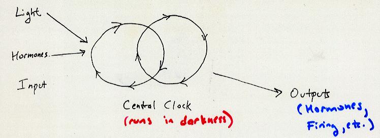 Common elements of clocks central free-running clock, with a near-24 hr.
