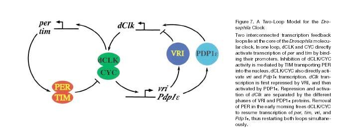 The two-loop Drosophila clock Vri represses Clk transcription, and later PDP activates Clk transcription.