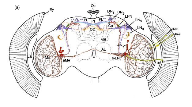 The central fly clock (pacemaker) Which neurons comprise the central clock that runs