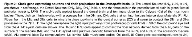 Only a few small groups of brain neurons express PER protein.