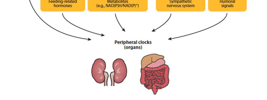 Peripheral clocks allow circadian control of many outputs that all have different phases these outputs do not have to be separately controlled by timed release of SCN