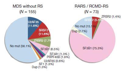SF3B1 mutations in MDS SF3B1 mutations in ~30% MDS MDS patients with ring sideroblasts associated