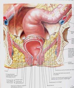 chemoradiation preservation larynx: