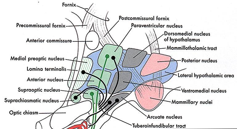Anatomy of Hypothalamus Figure 29-4, textbook Anterior