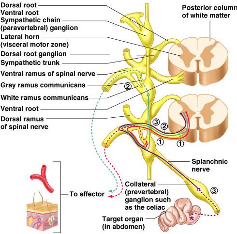 Sympathetic Neurons Three different routes the preganglion neuron can take once it enters the paravertebral ganglia Anatomy of the