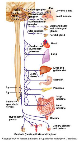 Location of Parasympathetic Ganglia Ganglia close to target organ Terminal ganglia very close to target organ Intramural ganglia