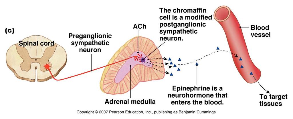 Sympathetic Effects The sympathetic nervous system triggers the release of epinephrine from the adrenal medulla Some preganglion fibers travel to the adrenal medulla where the synapse with hormone