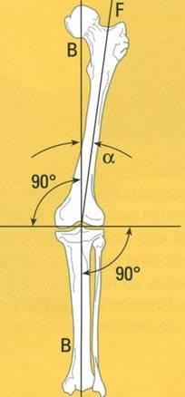 The Literature is Clear Limb alignment is crucial for TKR Mechanical Axis within 3 of neutral CAS-TKR is more Accurate than Conventional TKR CAS-TKR is also more Accurate than CCB-TKR or PSG s*