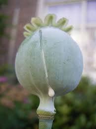 Heroin (like opium & morphine) is made from resin of poppy plants, milky sap like opium is first removed