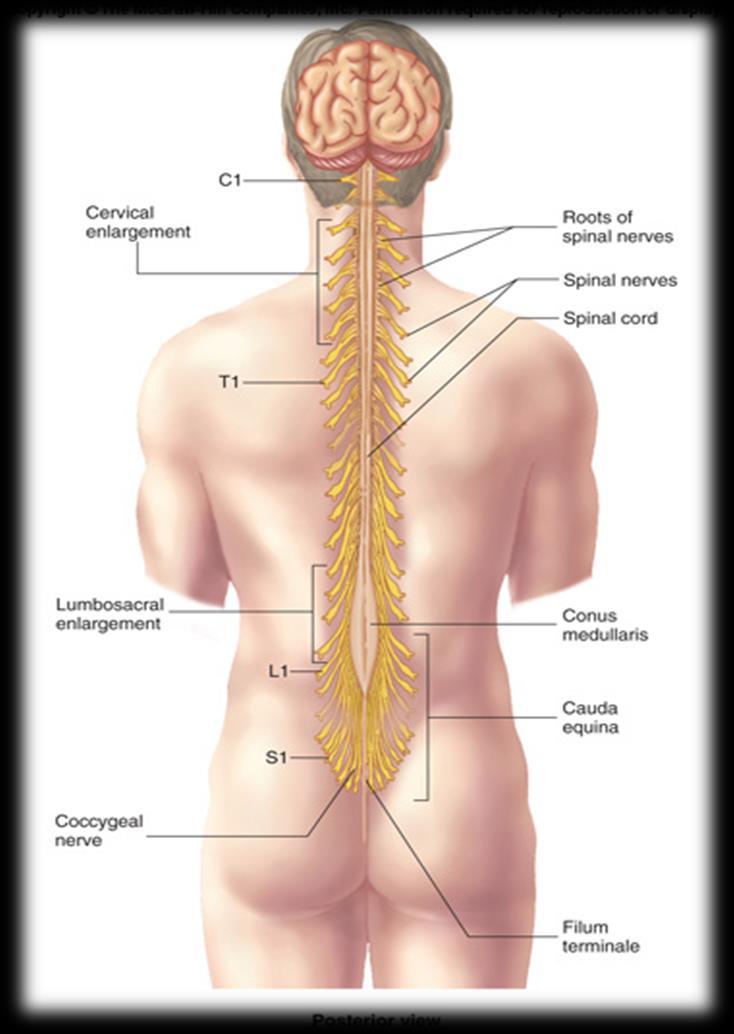SPINAL CORD Gives rise to 31 pairs of spinal nerves The bundle of spinal nerves extending