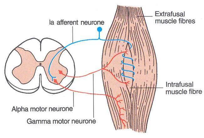 MOTOR NEURONS IN VENTRAL HORN Are of Two types Large multipolar cells whose axons pass out in the ventral roots of spinal nerves as alpha efferents which innervate extrafusal muscle fibers of