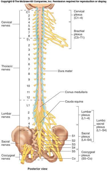 Thirty-one pairs of spinal nerves SPINAL NERVES First pair exit vertebral column between skull and atlas, last four pairs exit via the sacral foramina and others