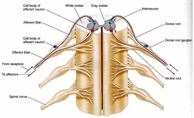 rootlets which then combine to form dorsal (posterior) & ventral (anterior) roots. Two roots merge laterally and form the spinal nerve.