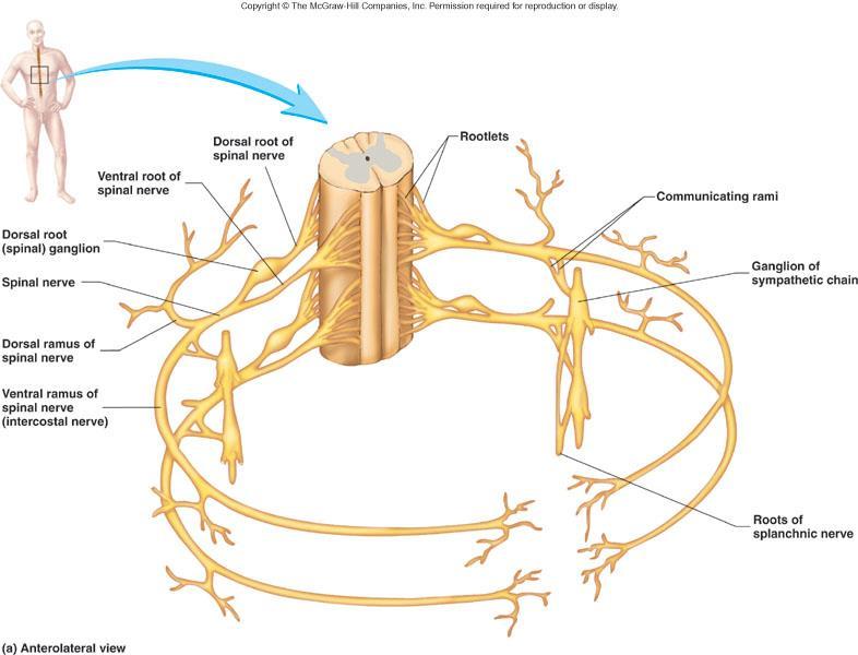 BRANCHES OF SPINAL NERVES Dorsal Ramus: innervate deep muscles of the trunk responsible for movements of the vertebral column and skin near the midline of the back.