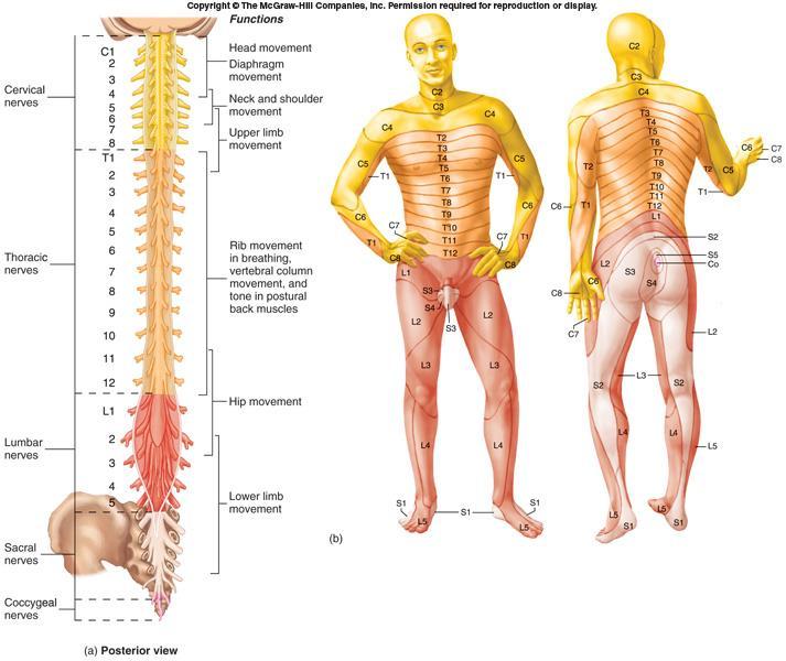 Dermatome is a segment of skin supplied by one spinal nerve Cutaneous areas supplied by adjacent spinal nerves