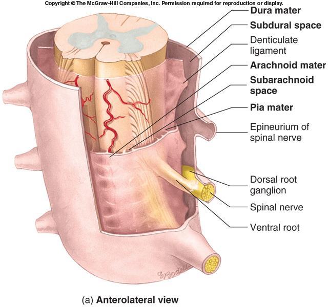 SPINAL MENINGES Connective tissue membranes surrounding spinal cord and brain Dura mater: continuous with epineurium of the spinal nerves