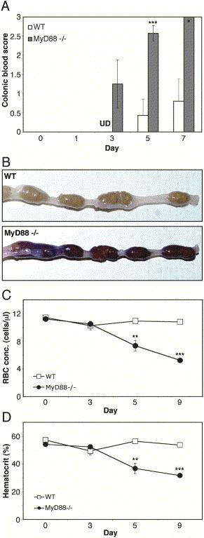 Higher mortality in MyD88-deficient mice