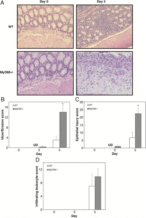 More epithelial injury in MyD88-/- mice More severe
