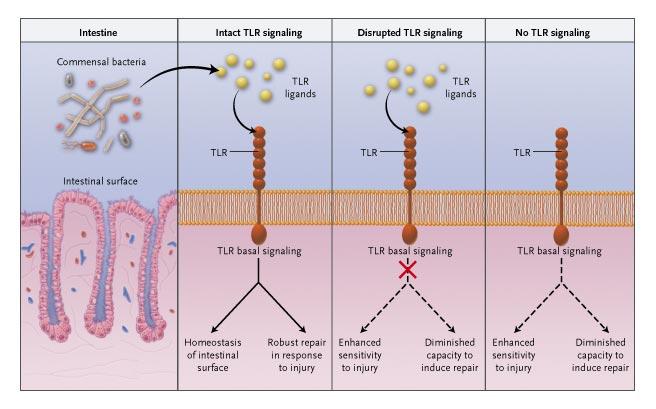 TLR ligands and signaling are crucial for the intestinal surface to protect and repair itself in the face of infectious or