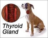 HYPOTHYROID DOGS Is Your Dog Overweight and Lazy with Thinning Hair? Your Dog May Need a Thyroid Screening.