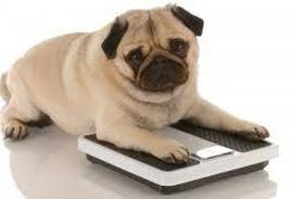 Hypothyroid dogs gain weight A