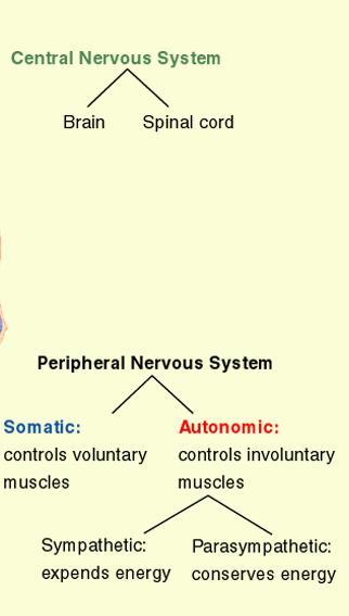 Nervous System (NS) Made up of 2 parts: central nervous system (CNS)- brain and spinal cord and