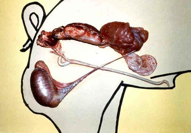 Boar Anatomy Sigmoid Flexure Cauda Epididymis Cowpers Gland Retractor Penis Muscle Seminal Vesicles